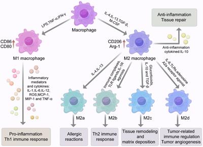 Frontiers | Advances in the Regulation of Macrophage Polarization 